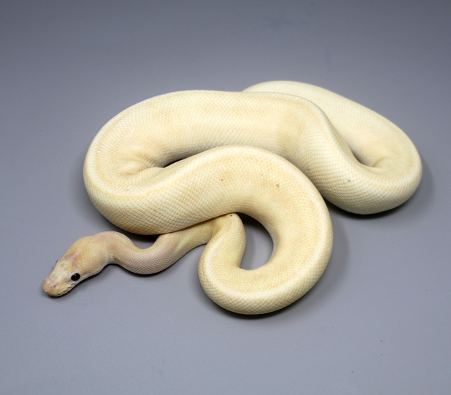 Screenshot 2026-06-17 220009 Coral Glow Champagne Pinstripe Ball Python for sale (Python regius)MALE #M10A-67