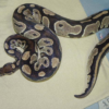 Adult Male Ball Python for sale (Python regius) Female