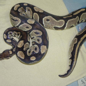 Adult Male Ball Python for sale (Python regius) Female