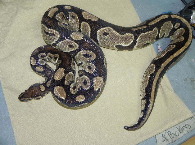 Screenshot 2026-06-17 220606 Adult Male Ball Python for sale (Python regius) Female