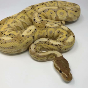 ADULT CORAL GLOW Ball Pythons (male maker) Python regius