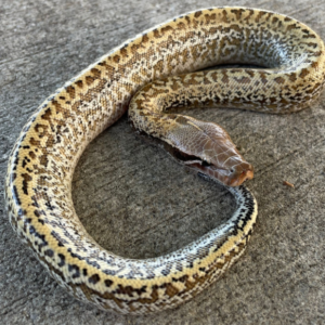 Batik Red Blood Pythons for sale (Python brongersmani)Female