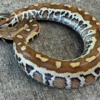 Matrix het T- Red Blood Pythons for sale (Python brongersmani) Male