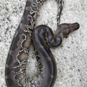 Black Blood Pythons for sale (Python curtus)Male