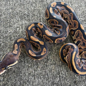 Black Pastel Ball Python for sale (Python regius)