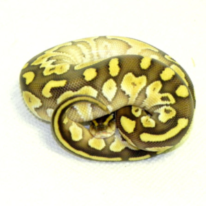 Butter Ball Python for sale (Python regius)
