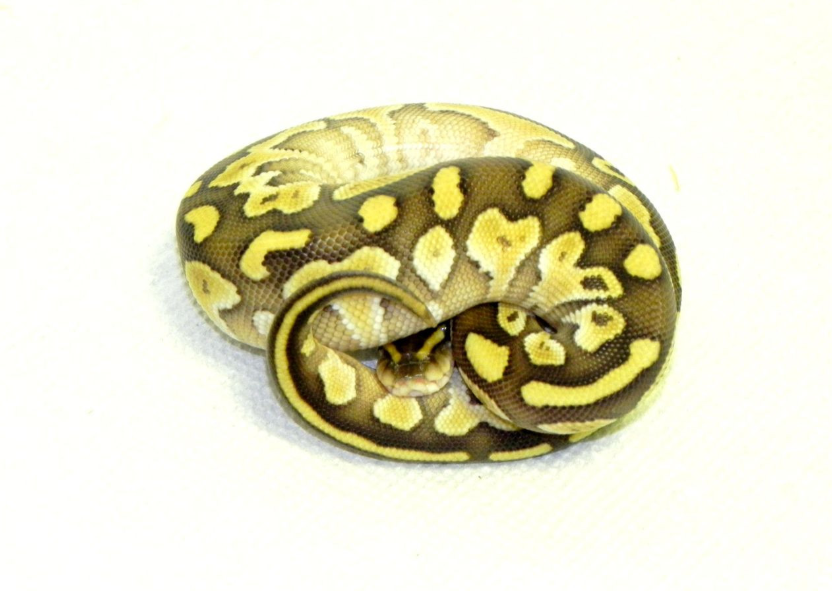 reptiles onlins Butter Ball Python for sale (Python regius)