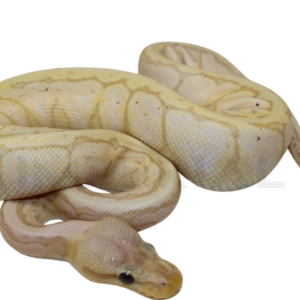 Banana Lemonblast Ball Python