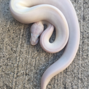 Blue Eye Leucistic Ball Python for sale (Python regius)