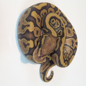 Orange Ghost Ball Pythons for Sale (Python regius)