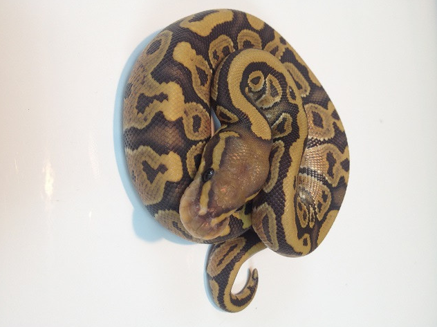 reptiles onlins Orange Ghost Ball Pythons for Sale (Python regius)