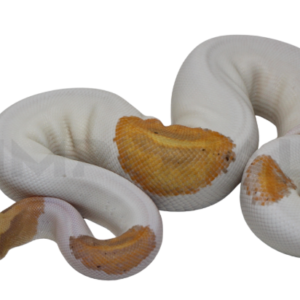 Yellowbelly Banana Piebald Ball Python