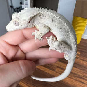 White Male Crested Gecko