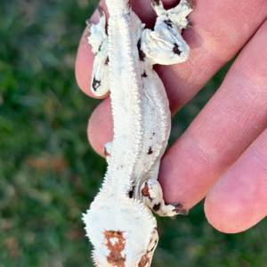 Holdback Release Sable Lilly White Male Crested Gecko