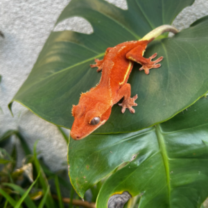 Red Phantom Lilly White Crested Gecko