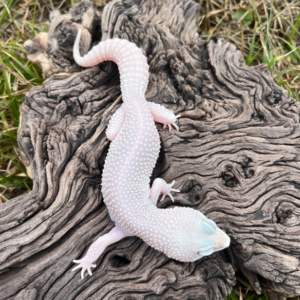 Super Platinum Poss Bell Leopard Gecko