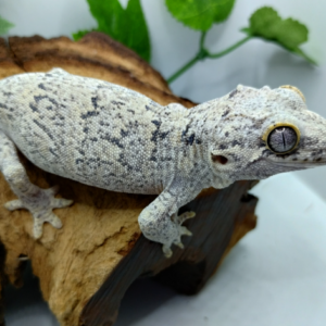 Reticulated Gargoyle Gecko