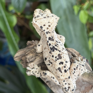 Super Dalmatian Ink Spots Crested Gecko