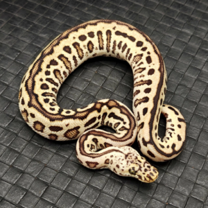 Hurricane Pastel Batman Ball Python (Female)