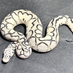 Vpi Axanthic Desert Ghost Clown Pastel Ball Python (Female