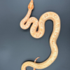 Sunglow Leopard Pos Super Hypo boa Constricto (Male)