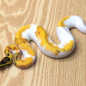 Super Orange Dream Calico Enchi Leopard Yellow Pied Ball Python (Female)
