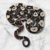 IMG Het Leopard Boa Constrictor (Male)