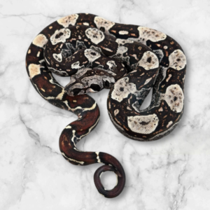 IMG Het Leopard Boa Constrictor (Male)
