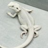 Hypo Zero Bearded Dragon (Female)