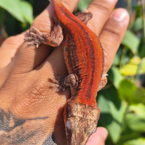 ang X Fenix Gargoyle Gecko