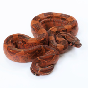 Hypo Mayan Blood Boa Constrictor (Female)