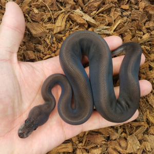 Black Pastel Suma Ball Python (Female)