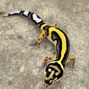Bold Stripe Leopard Gecko