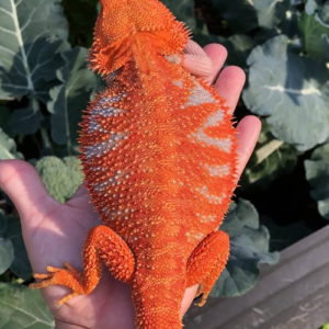 Tiger Male Bearded Dragon