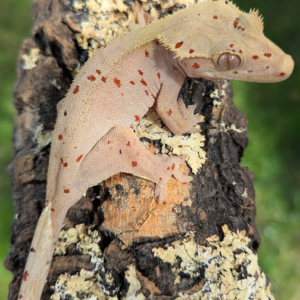Red Hots" Crested Gecko