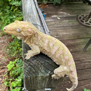 High-pink Super Pastel Male Yearling Leachianus Gecko