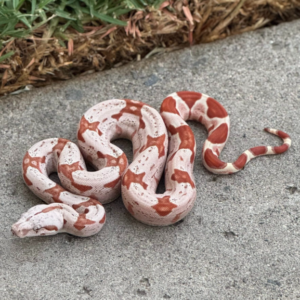 RP VPI Sunglow Possible IMG Boa Constrictor (Male)
