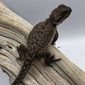 Full Paradox/Het Trans/Dunner/GS/Red Monster Bearded Dragon