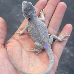 Hypo Zero Bearded Dragon