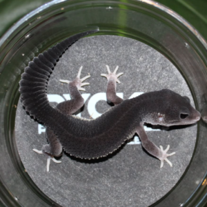 Mack Snow Black Night Eclipse Ph Bell Leopard Gecko