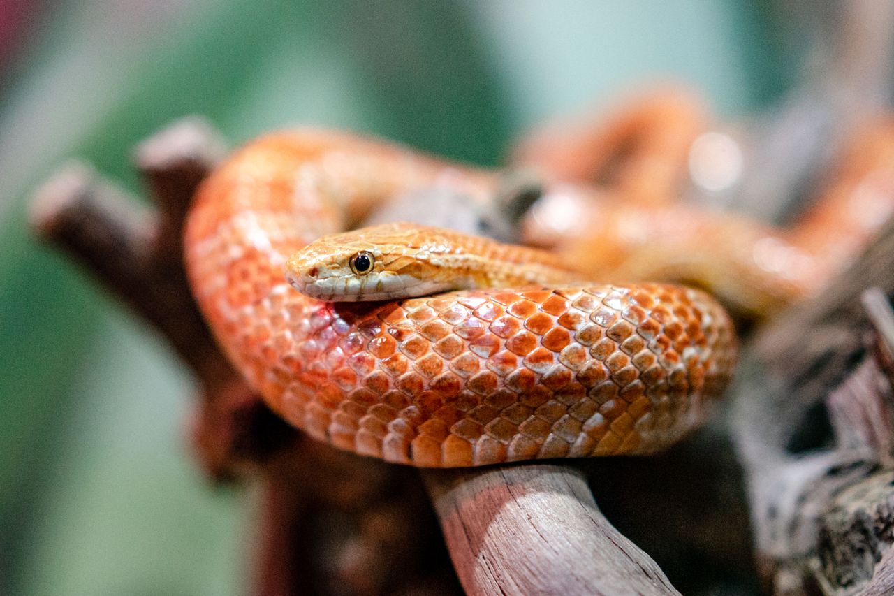 Mastering the First Impression: Your intriguing post title goes here Detailed close-up of a corn snake coiled on a branch, showcasing vibrant scales.