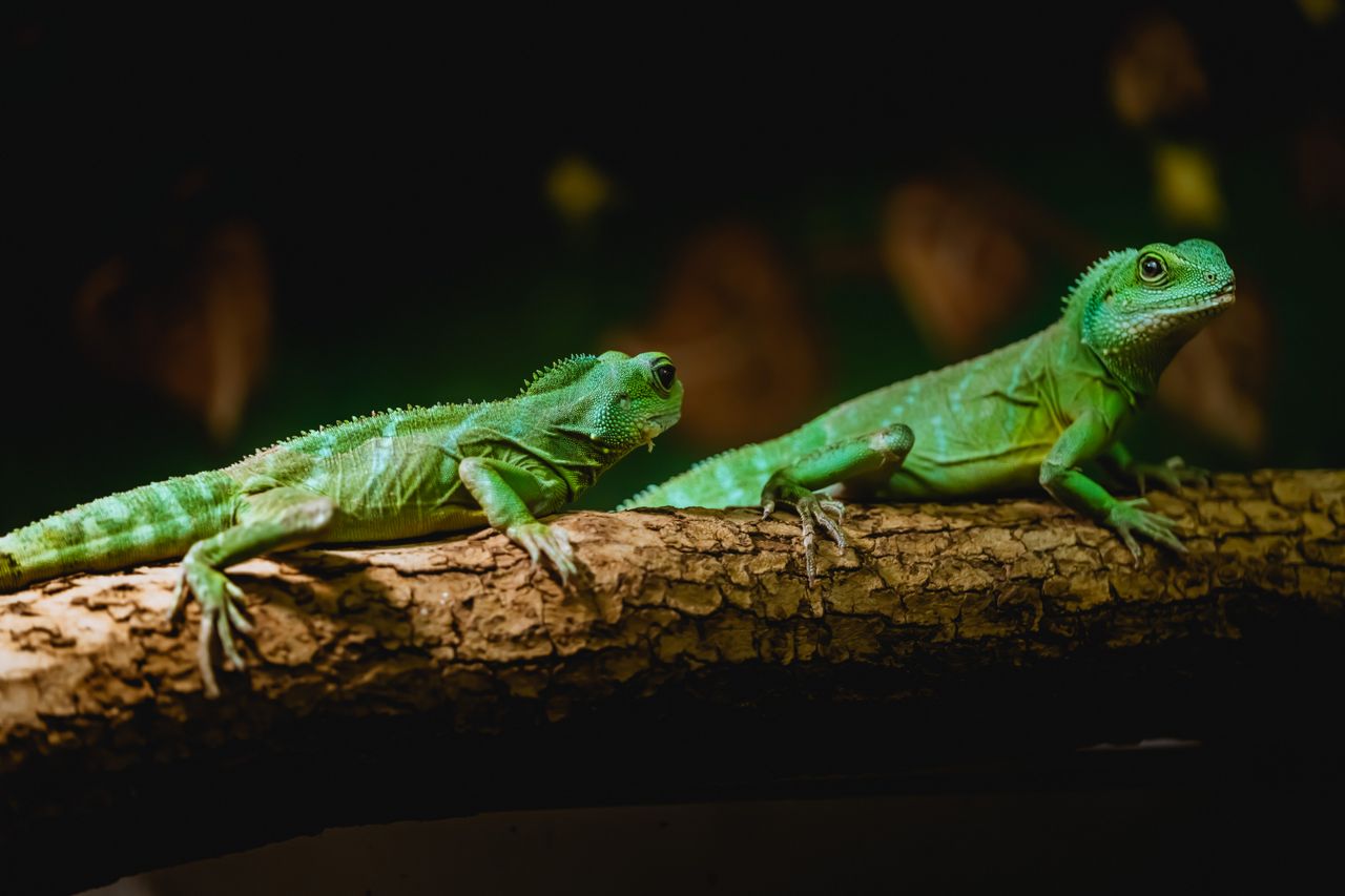 Two green iguanas basking on a tree branch, showcasing their vibrant scales in natural lighting.