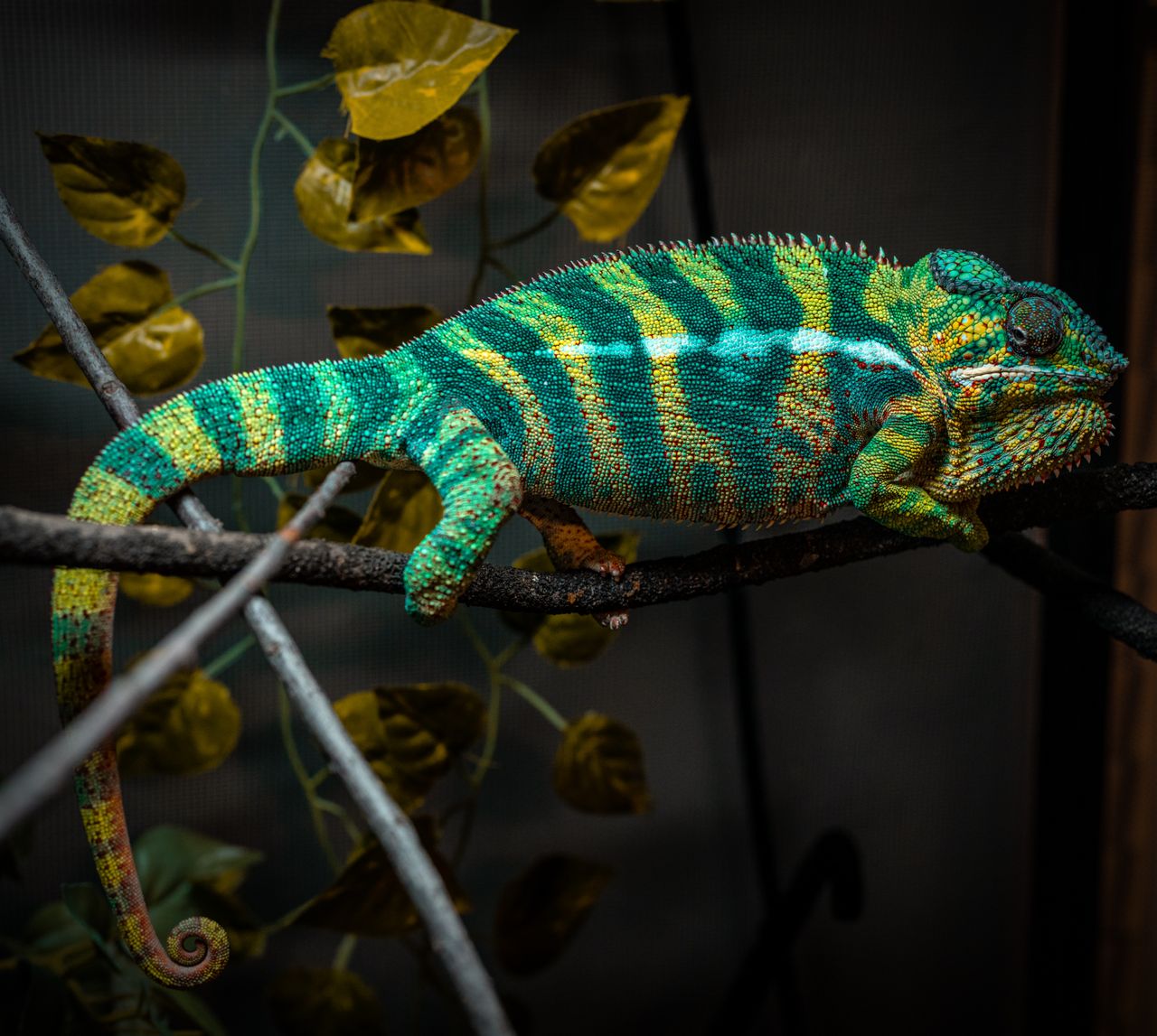 Close-up of a vibrant veiled chameleon on a branch indoors.