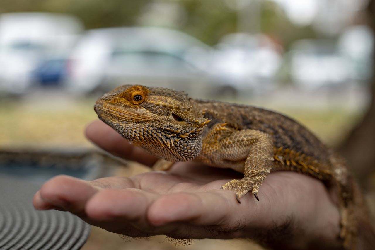 Close-up of a central bearded dragon lizard resting on a human hand outdoors.