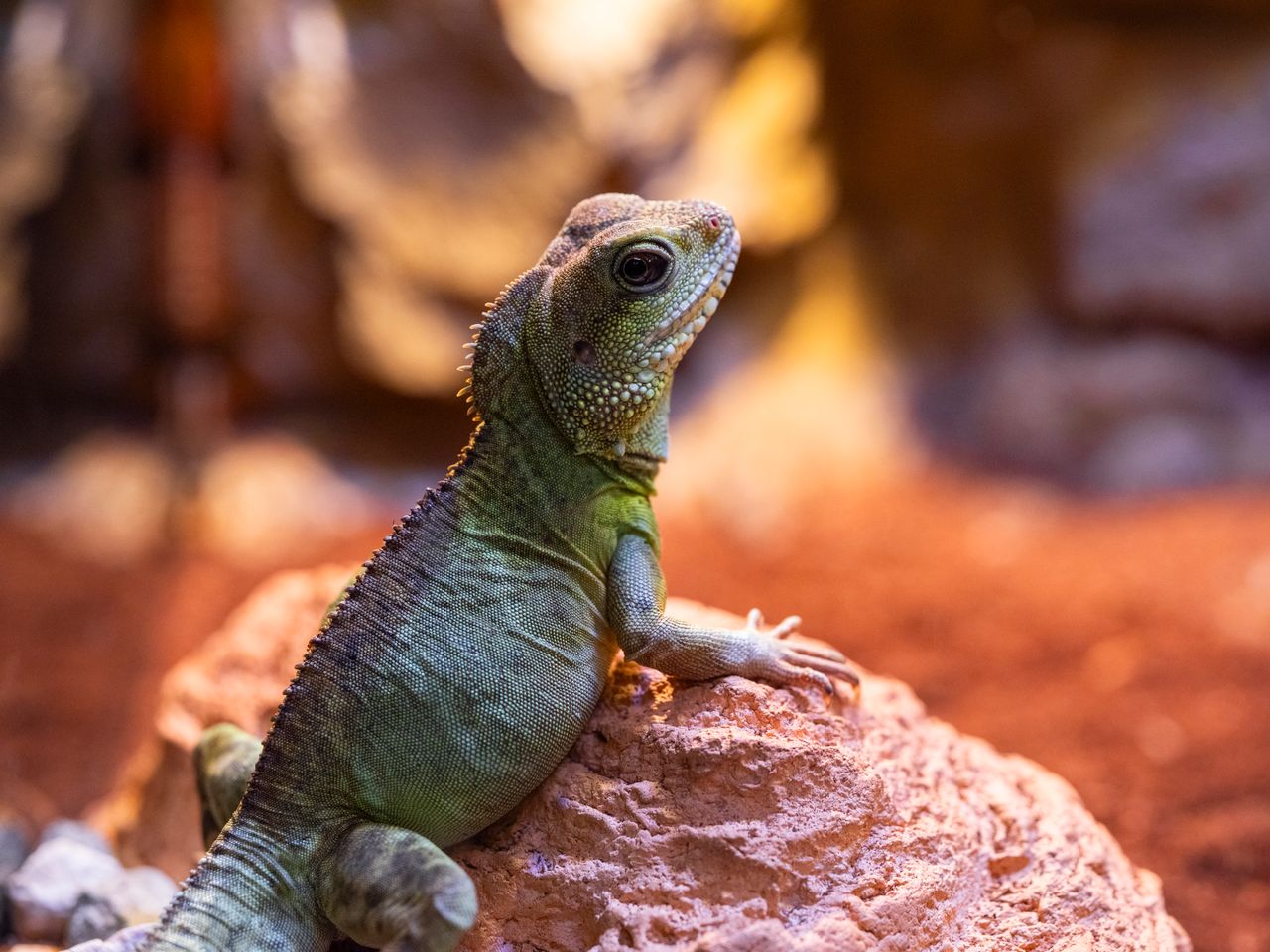 Vibrant Chinese Water Dragon perched on a rock with a blurred natural background.