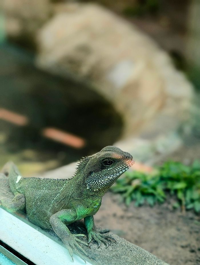 faq-img Vivid image of a Chinese Water Dragon resting on a branch with blurred natural background.