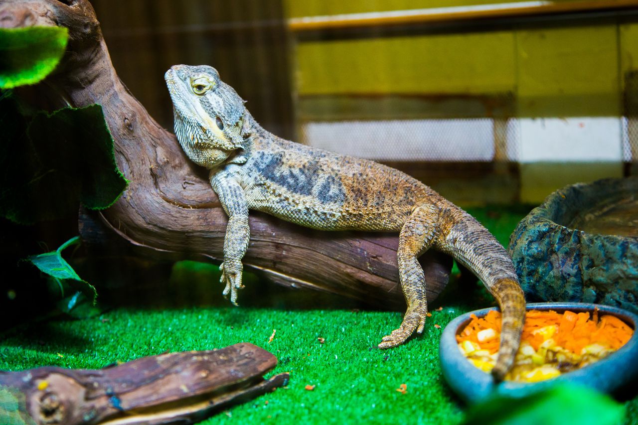 Close-up of a bearded dragon resting on a log inside a reptile terrarium with food bowls.